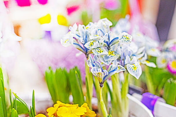 istock delicate cardinal irises in a basket. Spring has come. women's day 2201019690
