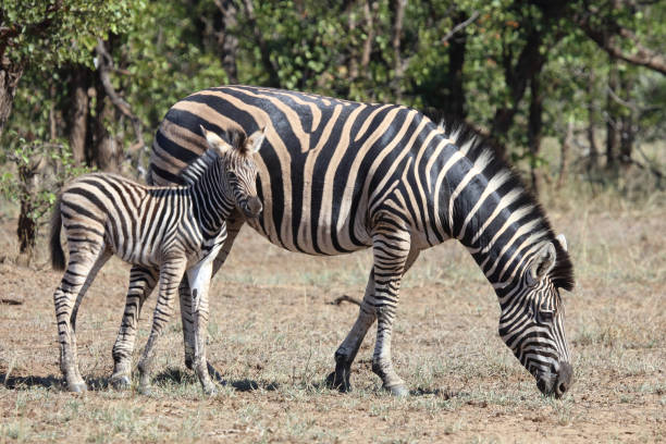 istock Steppenzebra / Burchell's zebra / Equus quagga burchellii 2201020195