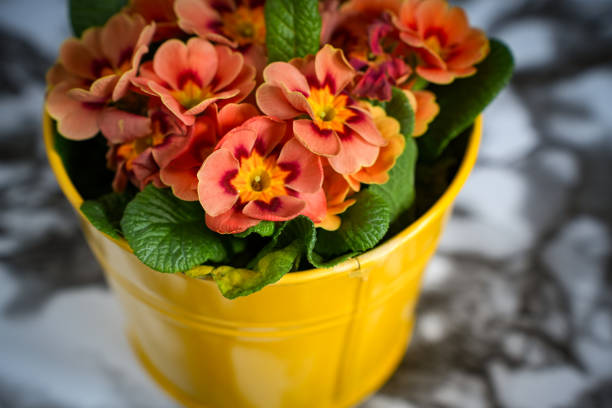 Interior concept photo of a primrose in a pot