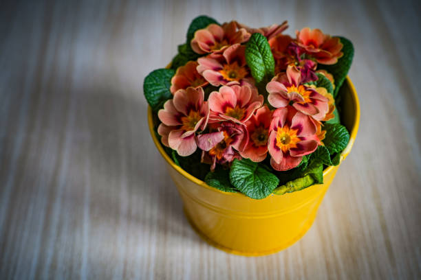istock Concept photo of a primrose in a pot 2201020806