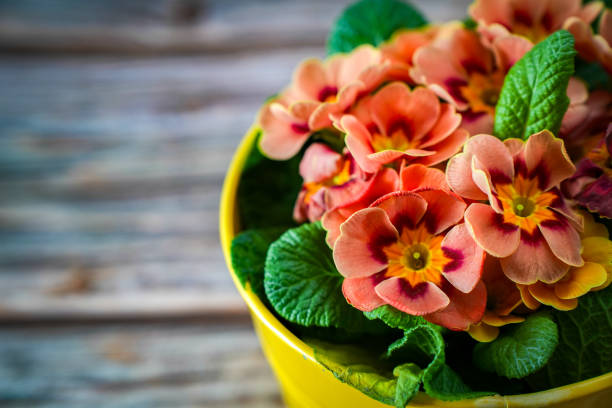 Interior concept photo of a primrose in a pot
