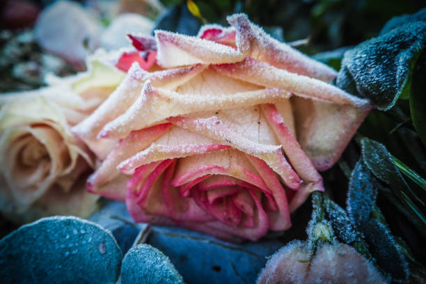 A yellow, late blooming rose covered with hoarfrost on a cold and foggy winter day. The photo is suitable for background, posters,wallpapers or magazines.\nCanon EOS 5D IV, 1/8000, f/3,5 , 200 mm.