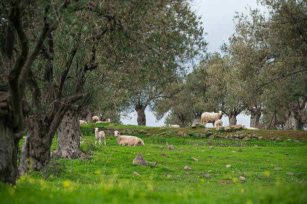 A flock of sheep resting on a lawn among olive trees.