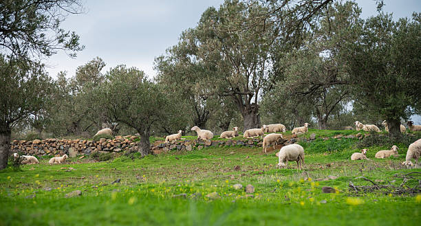 istock A flock of sheep resting on a lawn among olive trees 2201021882