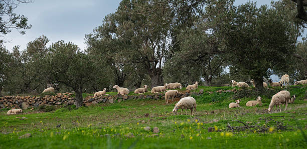istock A flock of sheep resting on a lawn among olive trees 2201021891