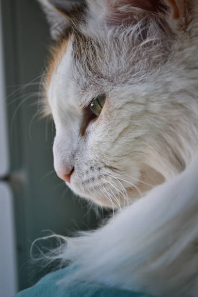 istock Close-up of a long-haired cat looking out the window 2201023553