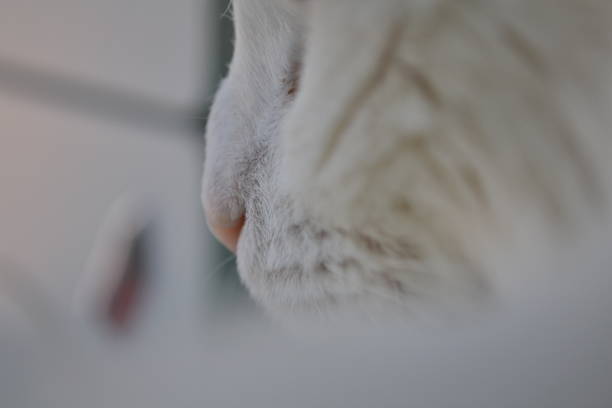 La tête d’un chat blanc et noir regardant devant lui, en Sarthe, en France