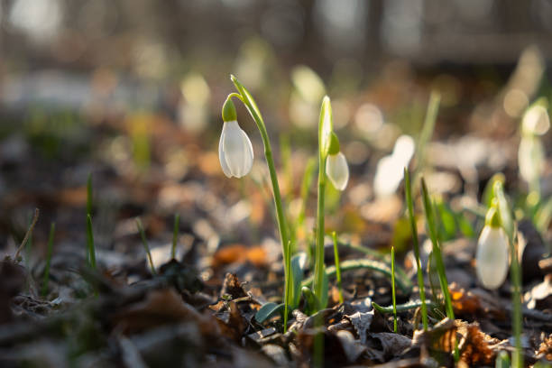 istock Snowdrops Galanthus nivalis in the forest close-up. 2201024171