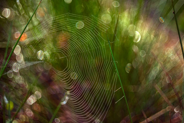 istock cobweb in the grass and magical sun glare bokeh. art photo 2201025562