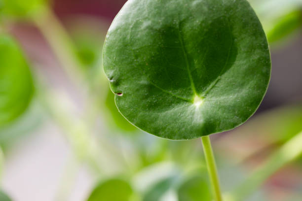 A detailed macro shot of a vibrant green Pilea peperomioides leaf, also known as the Chinese money plant. The natural sunlight highlights the intricate veins and textures of the leaf, emphasizing its organic beauty and botanical appeal.