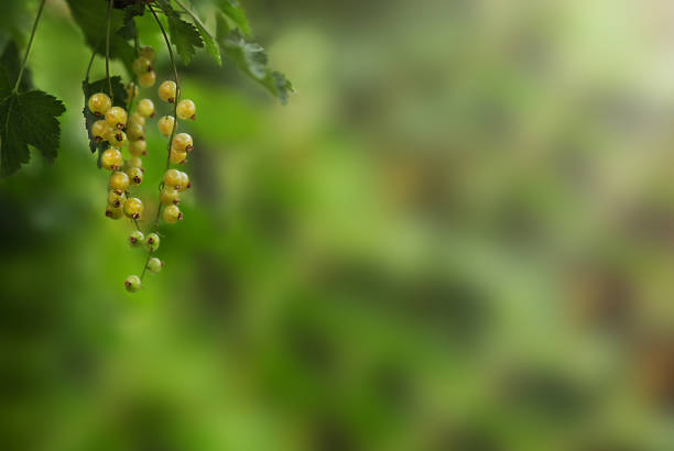 Ripe white currant close-up