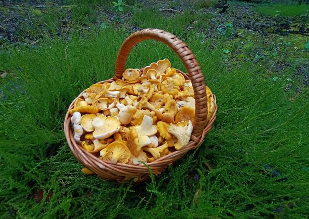 Chanterelle mushrooms in the forest. Yellow edible mushrooms on green moss