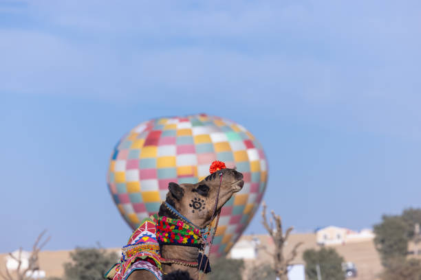 Portrait of a decorated camel with hot air balloon in background at the desert ground at bikaner.