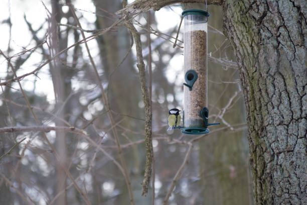 istock A titmouse sits on a feeding trough in the winter forest 2201034884