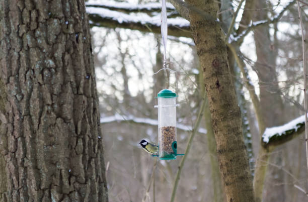 istock A titmouse sits on a feeding trough in the winter forest 2201034955