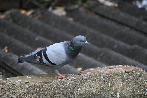 istock Rock dove or rock pigeon. 2201035781