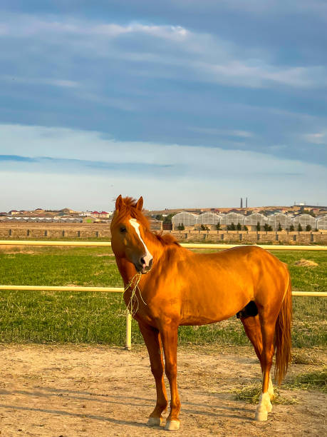 Majestic chestnut horse standing in a rural paddock under a vast dramatic sky. Scenic countryside landscape with golden evening light. Peaceful and tranquil farm atmosphere.
