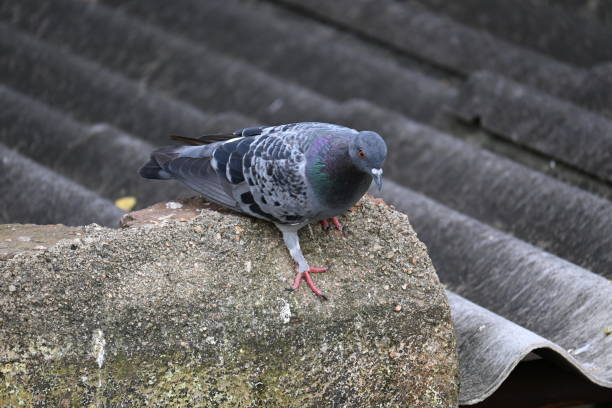 istock Rock dove or rock pigeon. 2201035906