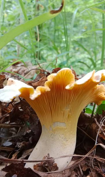 istock Chanterelle mushrooms in the forest. 2201036283
