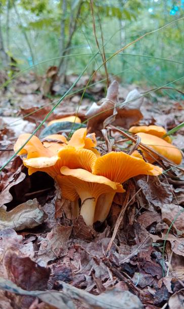 istock Chanterelle mushrooms in the forest. 2201036588
