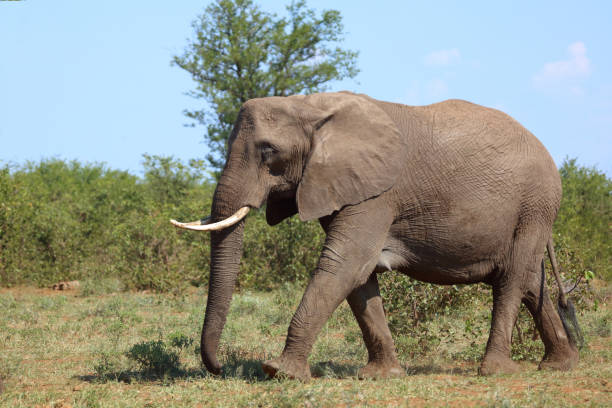 istock Afrikanischer Elefant / African elephant / Loxodonta africana 2201037419