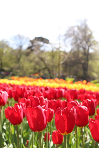 istock Red and yellow tulips in a field 2201037470