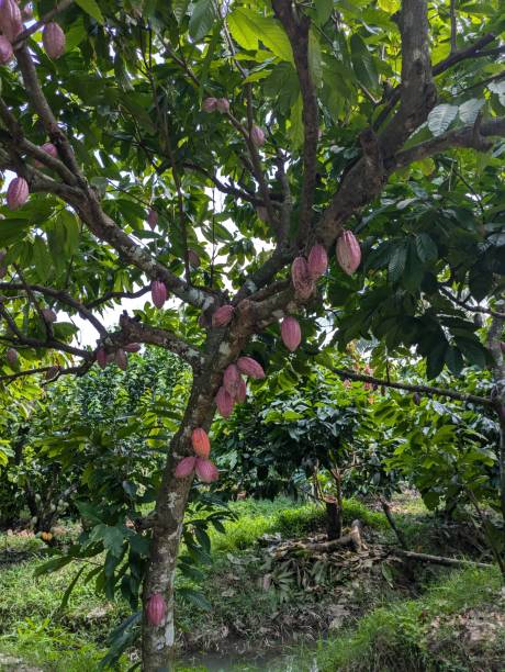 istock Cacao Tree in the Mekong Delta 2201037980
