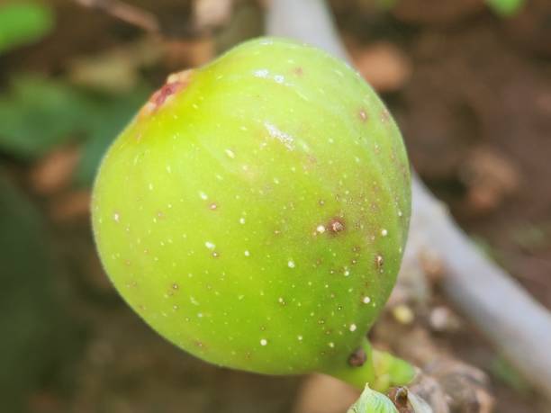 istock The lenticels present in the fig fruit are small openings that allow gas exchange between the inside of the fruit and the external environment. They are essential for the fig’s respiration process, aiding in maturation and nutrient preservation. 2201038093