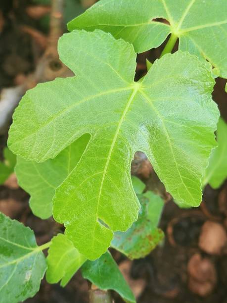 istock The fig leaf, with its irregular shapes and serrated edges, symbolizes freshness and vitality. It has a vibrant green hue, and over time, it may show signs of aging, such as small spots. 2201038104
