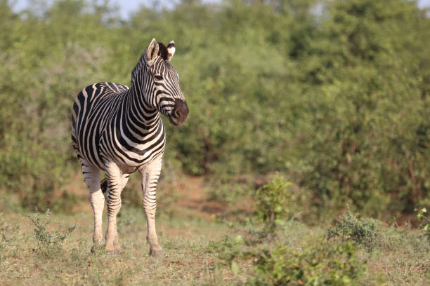 istock Steppenzebra / Burchell's zebra / Equus quagga burchellii 2201038447