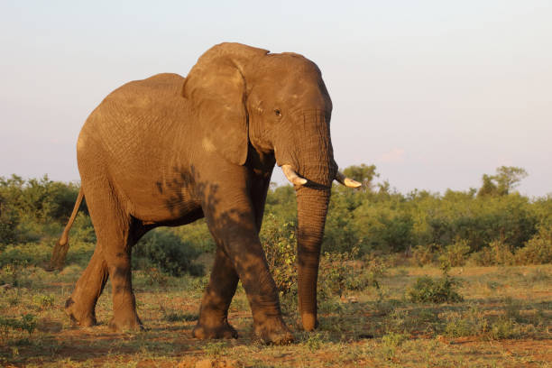 istock Afrikanischer Elefant / African elephant / Loxodonta africana 2201038914