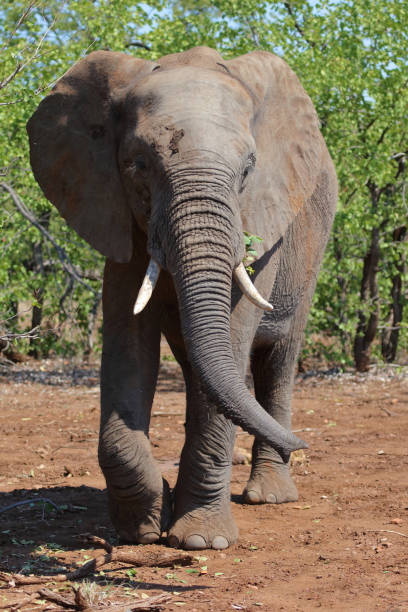 istock Afrikanischer Elefant / African elephant / Loxodonta africana 2201038998