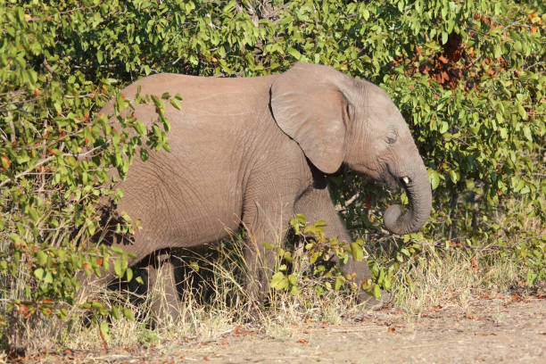 istock Afrikanischer Elefant / African elephant / Loxodonta africana 2201039161