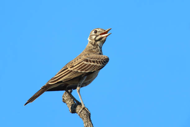 istock Drossellerche / Dusky lark / Pinarocorys nigricans 2201039276