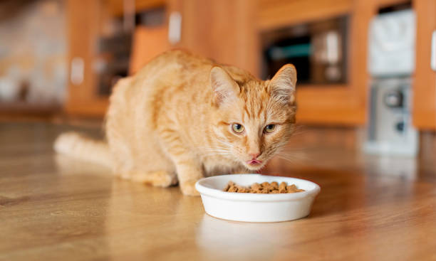 Hungry ginger cat eating dry food from bowl in kitchen interior, licking muzzle and looking at camera