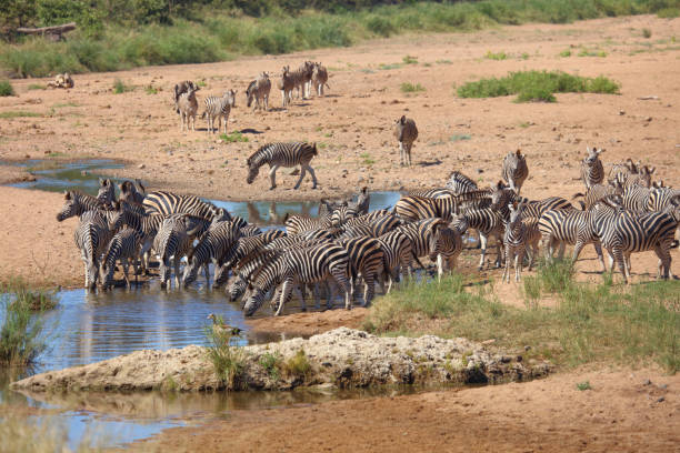 istock Steppenzebra im Tsendze River/ Burchell's zebra in Tsendze River / Equus quagga burchellii 2201040573