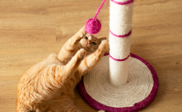 istock Ginger cat lying near scratching post and playing with it on floor, above view 2201040952