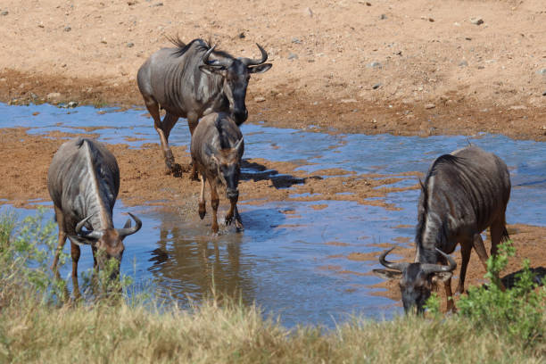 istock Streifengnu / Blue wildebeest / Connochaetes taurinus 2201041311