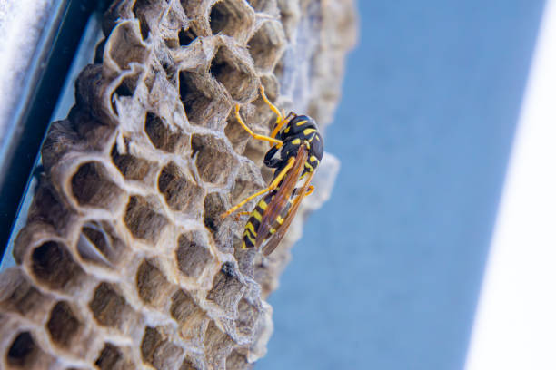 a wasp sitting on a nest hidden in a car door