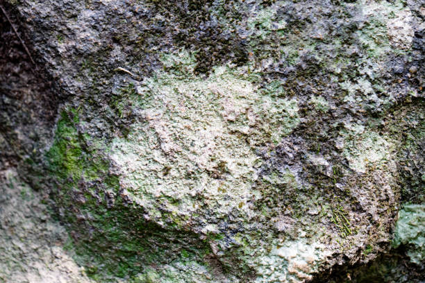 Surface features natural textures suitable for creating unique cards or invitations.