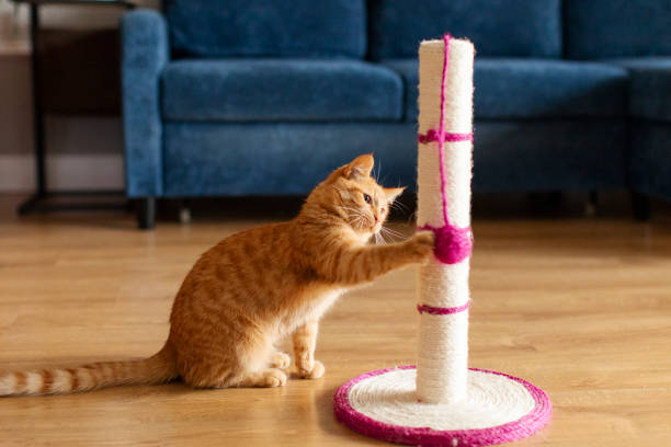 Ginger cat sitting near scratching tower and playing with ball on scratching post in living room