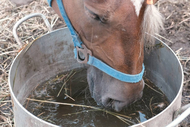 istock Horse drinks from a large pot. Horse head close-up. 2201045249