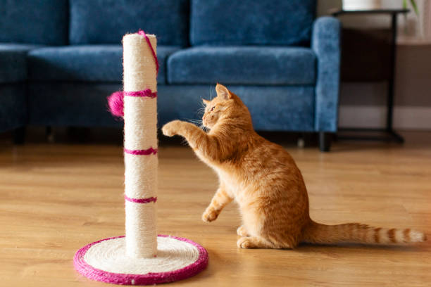 istock Pretty ginger cat playing and sharpening its claws on scratching post sitting on wooden floor in living room 2201046364
