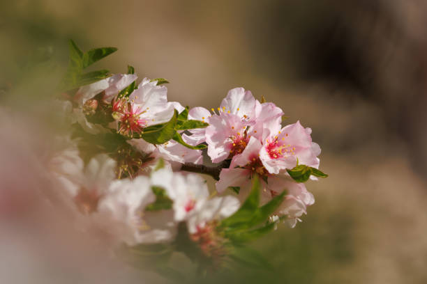 Group of almond blossoms with blurred negative space, Alcoy, Spain
