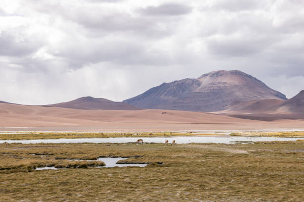 Vicunas roaming near a serene water body. Expansive Andean plateau under dramatic skies.