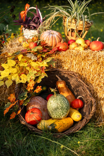 istock Bright autumn harvest pumpkins with with bright yellow branches 2201048606