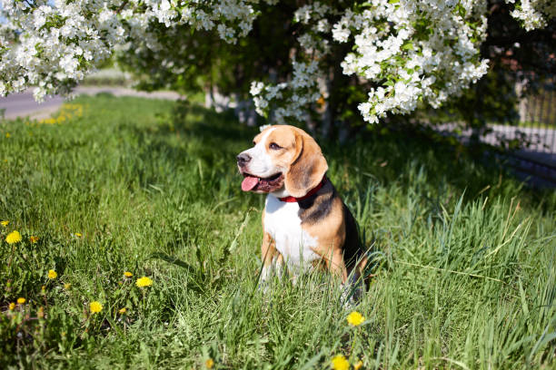 A beagle dog sits on the grass with dandelions in a sunny clearing under a blooming apple tree. Spring background.