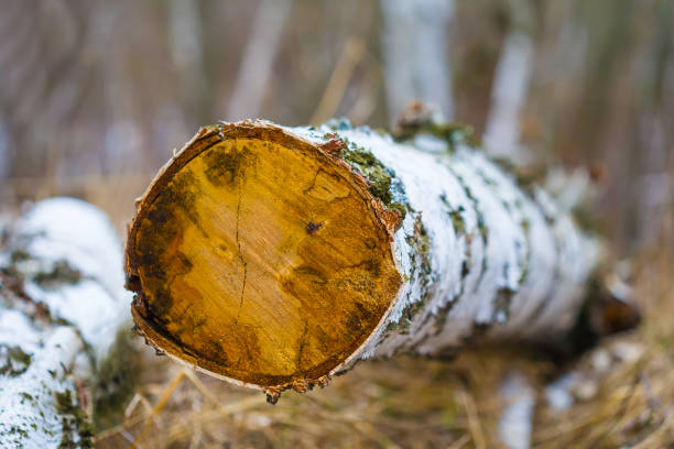 Many birch tree trunks with a few in focus in the foreground, the trees in the background are out of focus.
