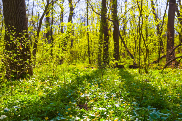 closeup green forest glade at the spring sunny day
