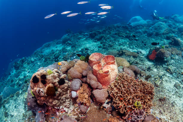 Tropical fish around large underwater sponges on a coral reef